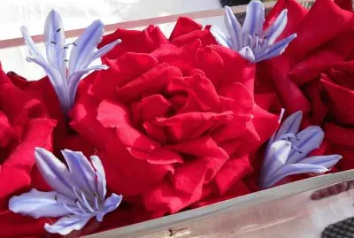 Rose and jacaranda blossoms, Australia