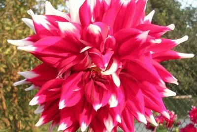 Red and white dahlia, Varanasi, India