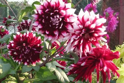 Burgundy and white dahlias, Varanasi, India