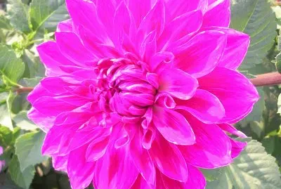 Hottest pink dahlia, Varanasi, India