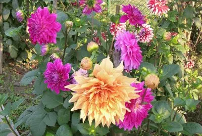 Garden dahlias, Varanasi, India