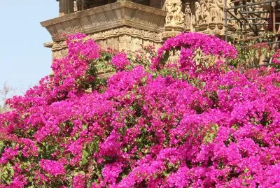 Hot pink bougainvillea at Khajuraho temples, India