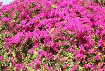 Massive pink bougainvillea at Khajuraho, India