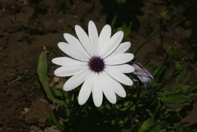 White African daisy, India
