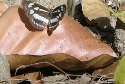 Butterfly on leaf, Kanha, India