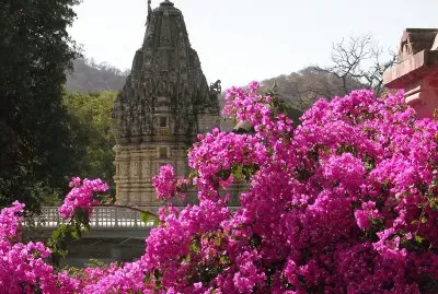 Pink bougainvillea and temple, India