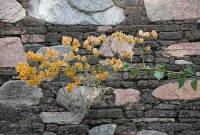 Pale orange bougainvillea against wall, India