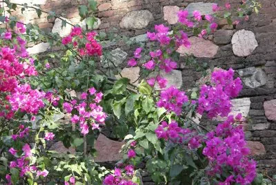 Bougainvillea against wall, India