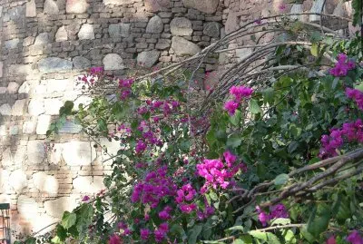 Bougainvillea and sun on wall, India