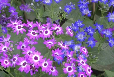 Purple African daisies, Udaipur, India