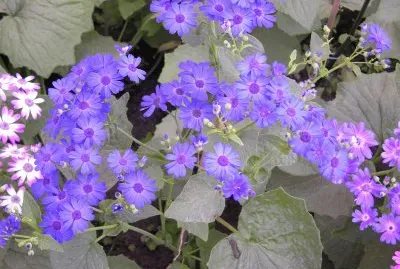 Blue African daisies, Udaipur, India
