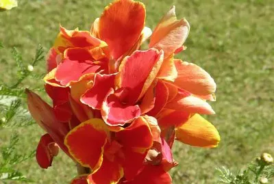 פאזל של Orange-yellow amaryllis, Udaipur, India