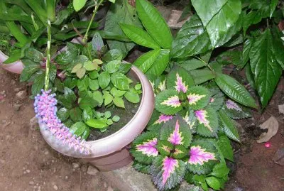 פאזל של Green leaves, India
