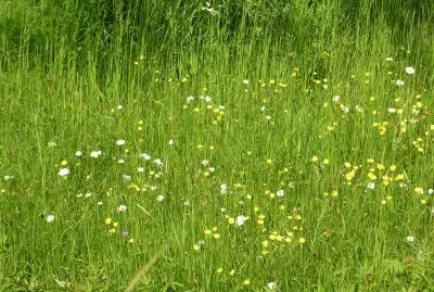 פאזל של Wildflowers in the meadow, Gotland, Sweden