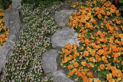 פאזל של Orange and yellow flower beds, Gotland