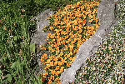 פאזל של Orange and pale flower beds, Gotland