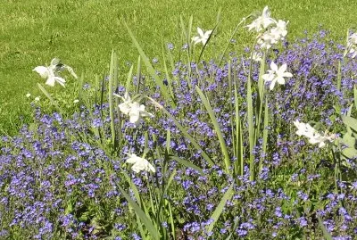 Blue and white flowers, Visby, Gotland