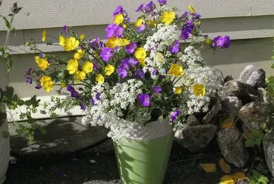 Wildflowers in vase, Balestrand, Norway