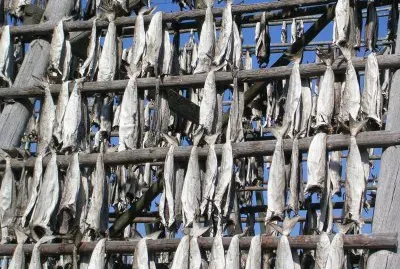 Fish drying, Lofoten, Norway