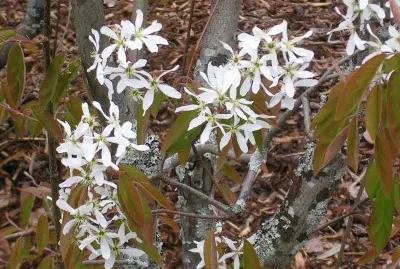 White blossoms, FlÃ¥m, Norway