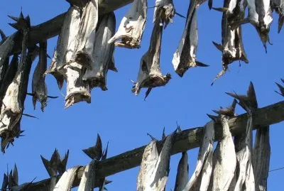 Drying fish2, Lofoten, Norway