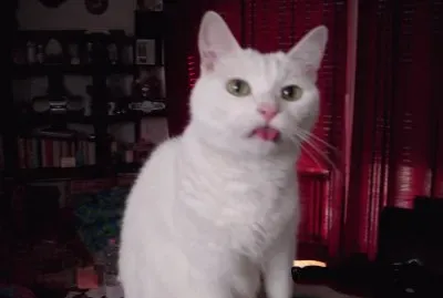 miciotto con lingua penzoloni