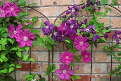 פאזל של imagens