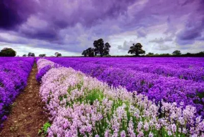 imagens jigsaw puzzle