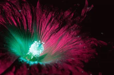 Flor Alcea Blanca por Craig Burrows