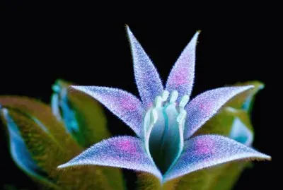 Flor Pata de Canguro por Craig Burrows jigsaw puzzle