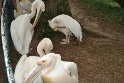 zoo la palmyre