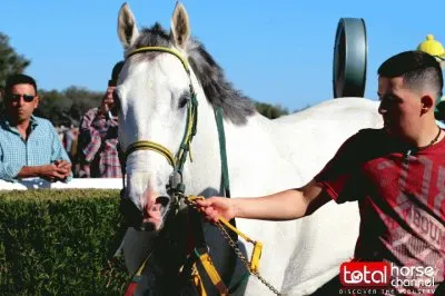 Silver Wings | OBS Race 7 | Quarter Horse Allowanc