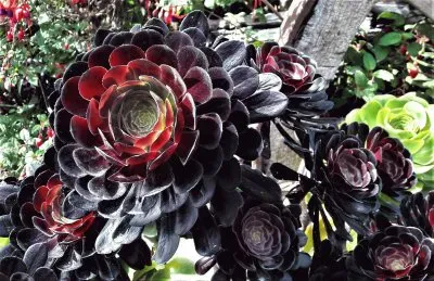 Plante grasse jigsaw puzzle