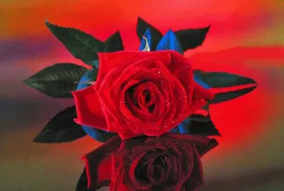 Captivating Red Rose jigsaw puzzle