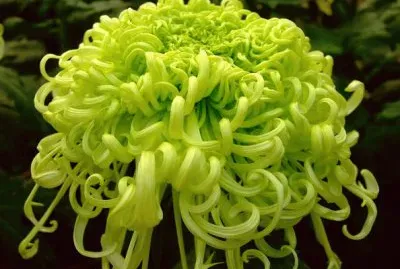 èŠ±å‰ jigsaw puzzle