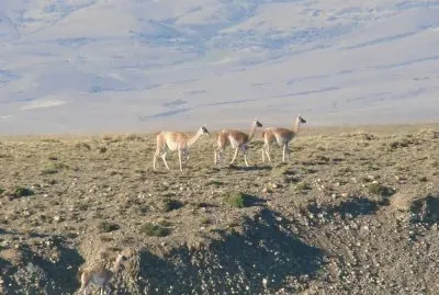 guanacos