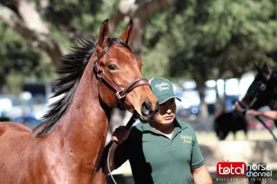 2016 Bay Colt By: Adios Charlie