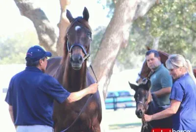 2002 Chestnut Mare Never Gone | By Gone West