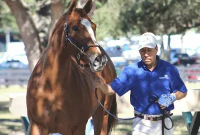 2008 Chestnut Mare Sweet Little Lion | By Red Bull