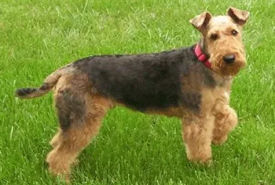 airedale terrier