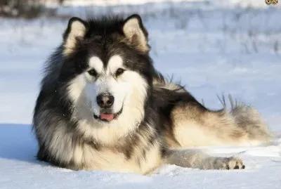 alaskan malamute