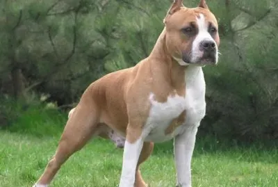 american staffordshire