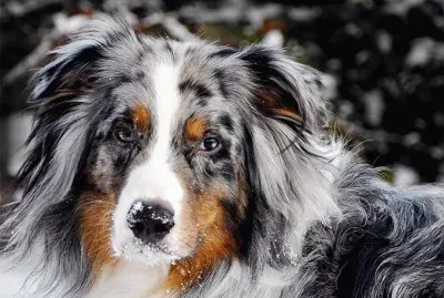 australian shepherd