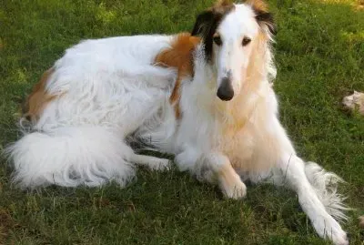 barzoi