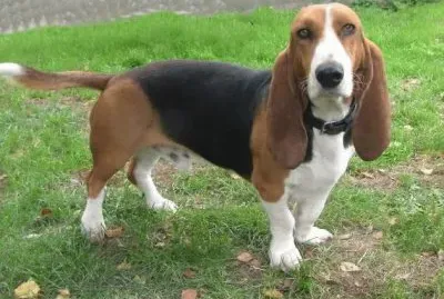 basset artesien normand