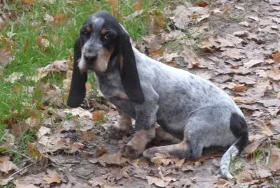 basset bleu de gascogne