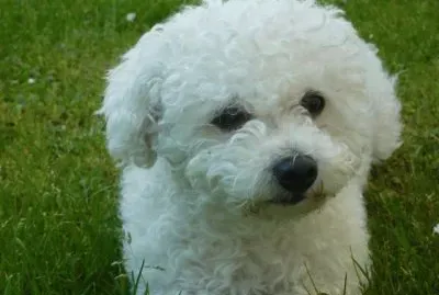 bichon a poil frise