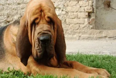bloodhound