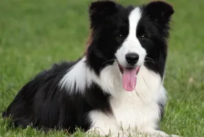 border collie