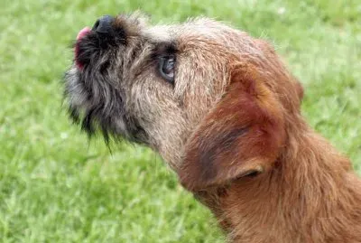 border terrier